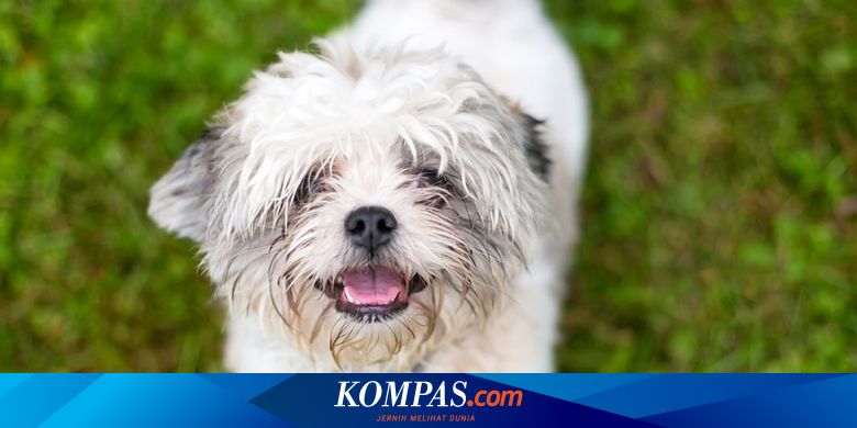 Sifat Penyayang Anjing Seperti John Wick Ternyata Akibat Dna