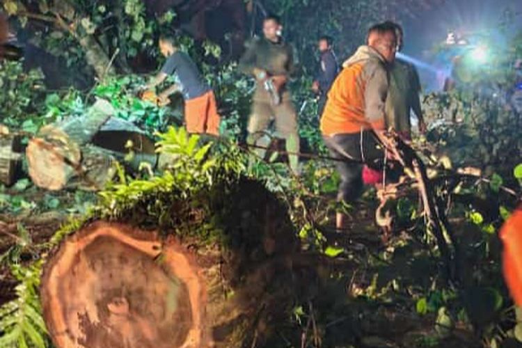 Petugas dan relawan melakukan pengangkatan pohon tumbang di Kelurahan Cebongan, Kecamatan Argomulyo, Kota Salatiga, Jawa Tengah. Sebuah rumah rusak akibat terimpa pohon yang tumbang.