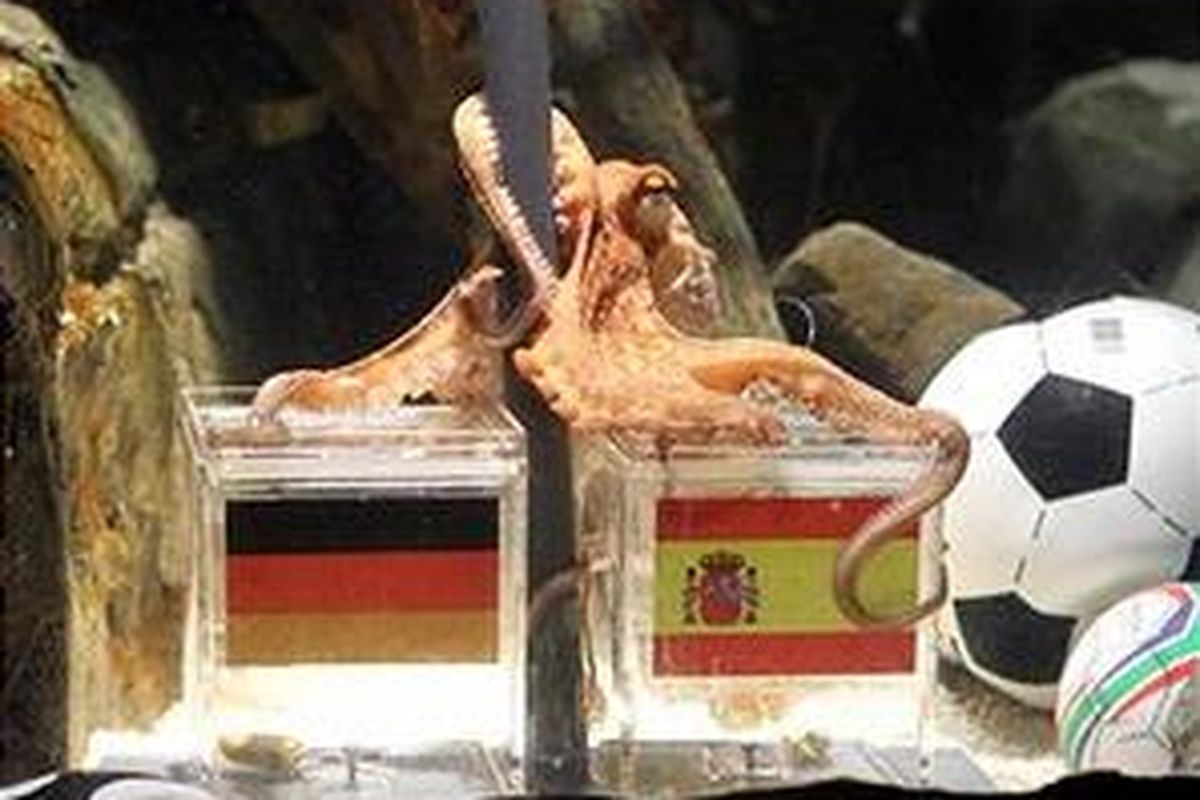 Gurita bernama Paul ketika hendak "menebak" pemenang semifinal Piala Dunia 2010 antara Jerman dan Spanyol.