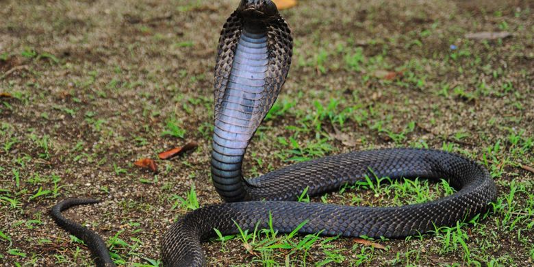 Ikki kaltak va bir stud anal jinsiy aloqa video edi