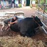 Sapi Kurban Presiden Jokowi Dijaga 24 jam oleh Warga Tepus Gunungkidul
