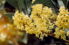 Keharuman Bunga Osmanthus dalam Koleksi Baru L'Occitane