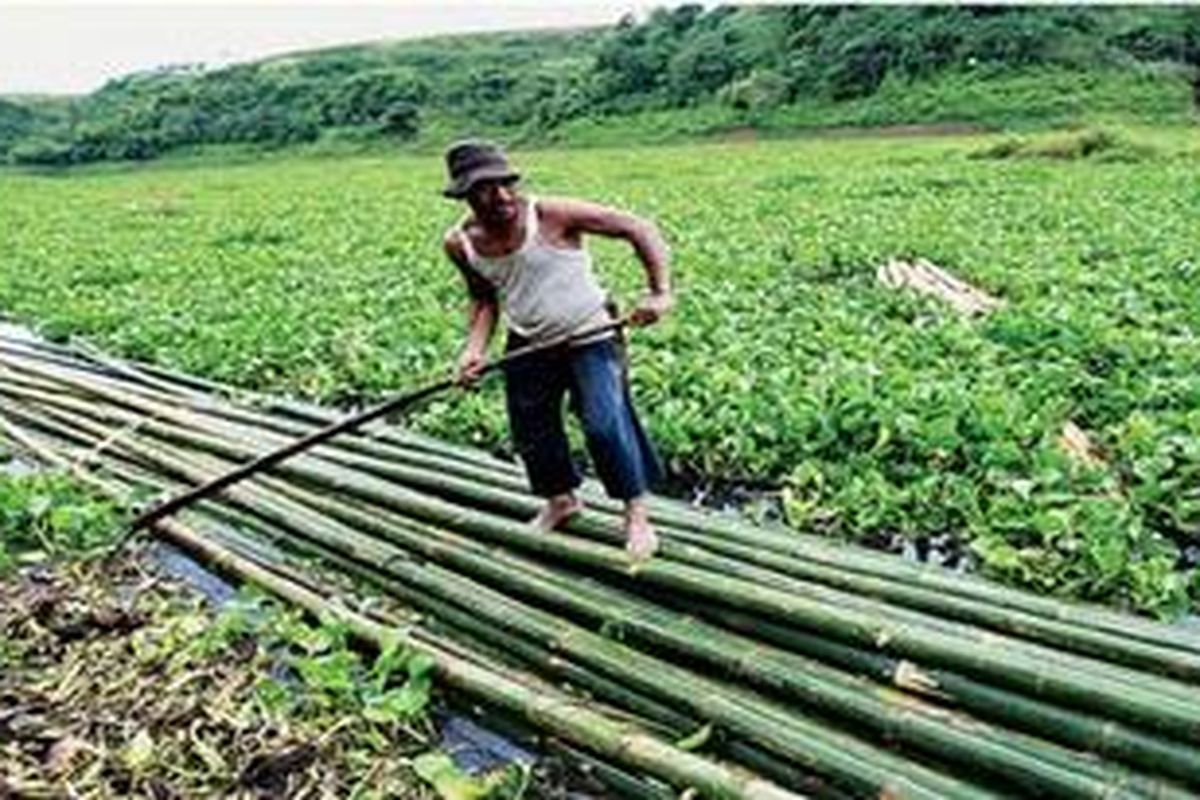 Seorang warga berusaha menembus rapatnya eceng gondok yang menutup permukaan Sungai Citarum di perbatasan Kecamatan Cipeundeuy, Kabupaten Bandung Barat, dan Ciranjang, Cianjur, Jawa Barat, Sabtu (26/3). Eceng gondok menjadi salah satu permasalahan Sungai Citarum selain sedimentasi dan pencemaran.