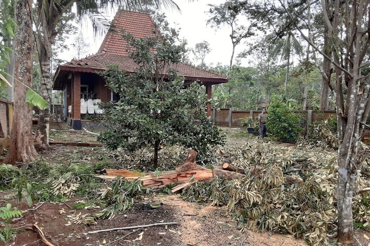 Pohon durian yang roboh di depan rumah mikik warga Meteseh Boja Kendal Jawa Tengah. KOMPAS.COM/SLAMET PRIYATIN