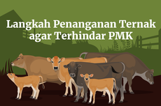 INFOGRAFIK: Langkah Penanganan agar Hewan Ternak Terhindar PMK