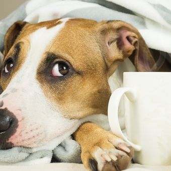 Ilustrasi anjing minum kopi.