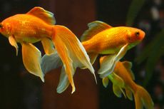Bisakah Ikan Mas Koki Hidup di Fish Bowl Tanpa Filter? 