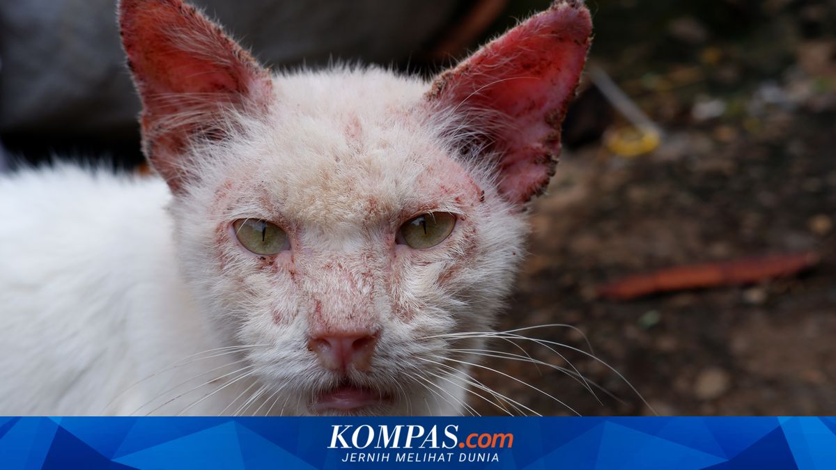 Cara Mengobati Scabies pada Kucing, Bisa Pakai Minyak Zaitun