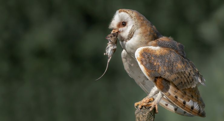 Kenapa Burung Hantu Enggan Tinggal di Rumah Buatan?