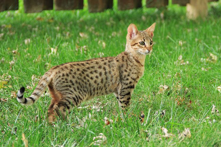 12 Jenis Kucing Hutan Di Indonesia Mana Favoritmu