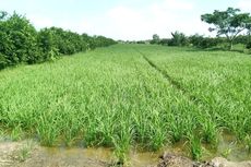 Di Shanghai Bakal Ada Sawah yang Digarap Tanpa Petani, Kok Bisa?