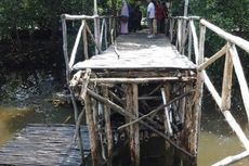 Jembatan Mangrove Runtuh, Belasan Orang Tercebur