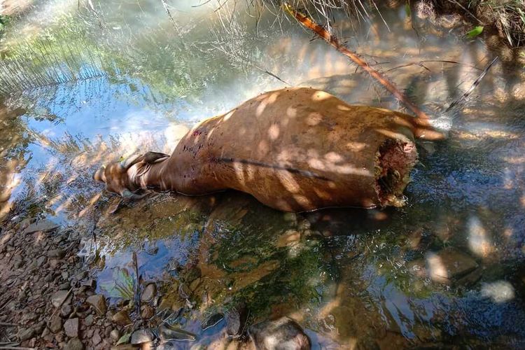 Seekor bangkai sapi ditemukan mati membusuk diduga akibat dimangsa harimau sumatera di Kabupaten Mukomuko, Bengkulu