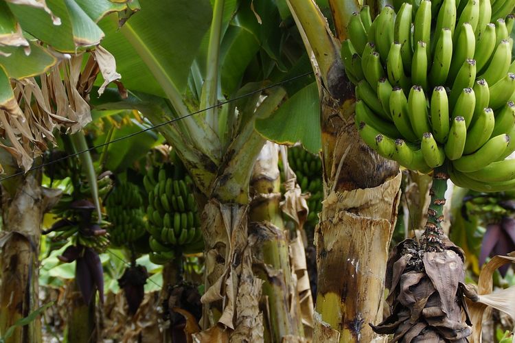 Ilustrasi tanaman pisang, pohon pisang, gedebok pisang. 