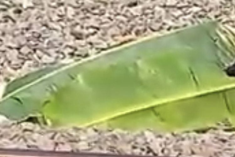 Potongan video menunjukan korban yanh tertutupi selembar daun pisang