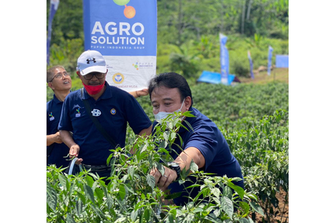 Petani Cabai di Aceh Utara Gelar Panen Perdana, Bukti Efektivitas Program Agrosolution PT Pupuk Indonesia