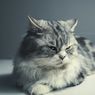 7 Jenis Kucing Paling Populer, Tidak Hanya Persia