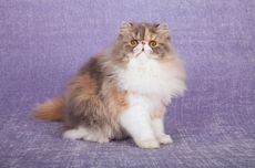 Mengenal Kucing Persia Lebih Jauh, Mulai dari Profil Hingga Perawatan