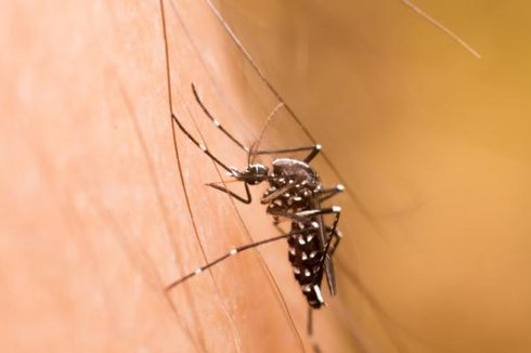 Nyamuk Frankenstein Diklaim Mampu Melawan Nyamuk Penyebab Zika