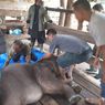 Kisah Perjuangan Amirah, Bayi Gajah yang Terjerat hingga Mati