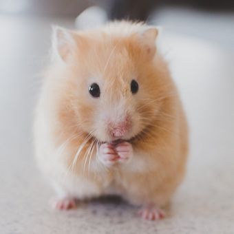 Hamster juga dapat memicu reaksi alergi, misalnya karena kandangnya yang jarang dibersihkan.