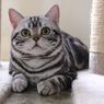 Ingin Menghilangkan Bau Urine Kucing? Gunakan Bahan-bahan Ini