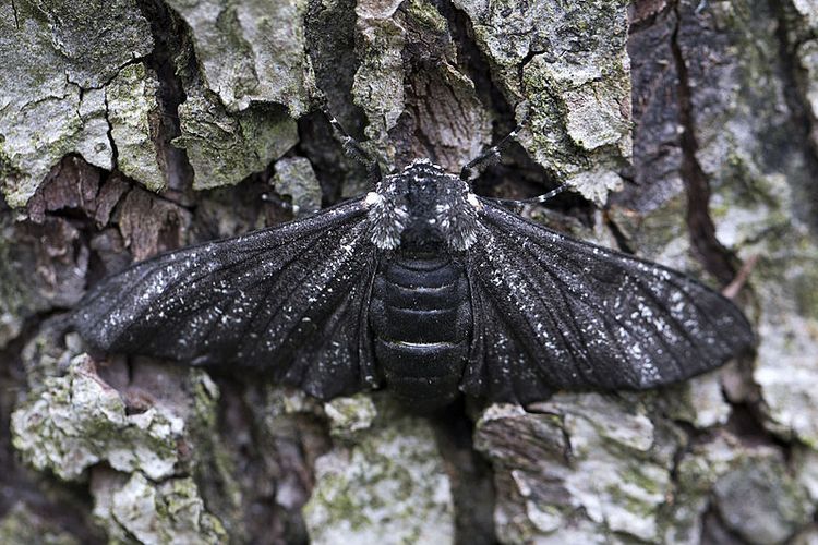 Ngengat Biston betularia sayap hitam hasil adaptasi dengan lingkungan 