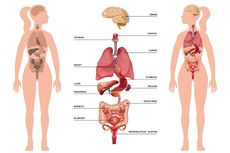 5 Organ Dalam Tubuh yang Menjadi Bagian Anatomi Tubuh Manusia yang Perlu Dijaga Kesehatannya