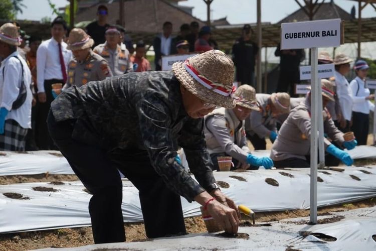 Pecahkan Rekor Muri, Gubernur Koster Dukung Penanaman Bawang Putih demi Percepat Swasembada Pangan