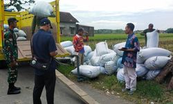 Puncak Panen, Bulog Kediri Realisasikan Penyerapan Gabah dan Beras Petani Terbesar di Jatim