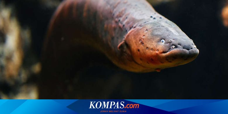 Peneliti Ungkap Belut Listrik Berburu Secara Berkelompok