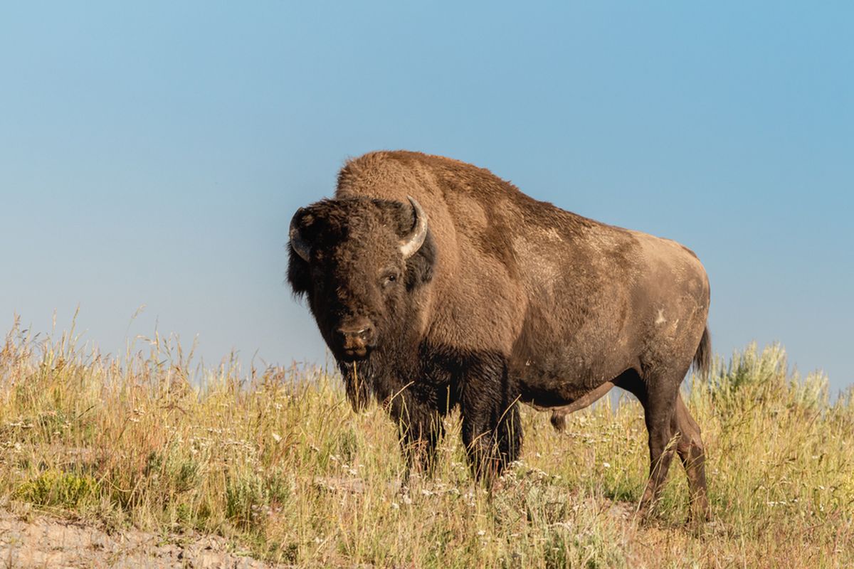 Ilustrasi bison liar.