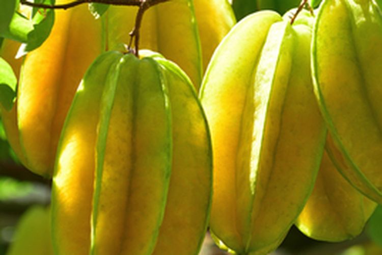 Tanaman belimbing manis