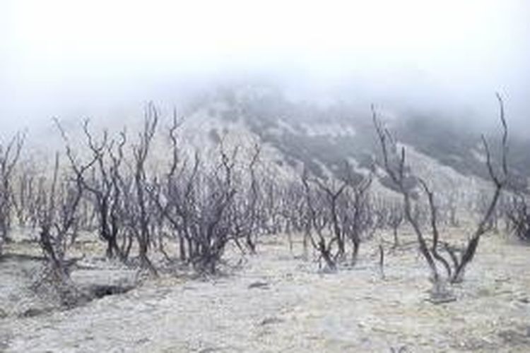 Hutan mati yang dipenuhi kabut, Gunung Papandayan, Jawa Barat