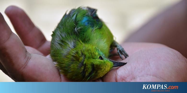 Ulah 6 Penyadap Karet Berburu Murai Di Kawasan Tngl Berakhir Di Bui