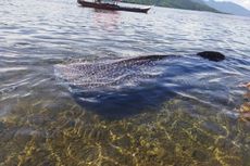 Terdampar di Perairan Flores Timur, Hiu Paus Sepanjang 4,7 Meter Ditarik Kapal Nelayan ke Laut