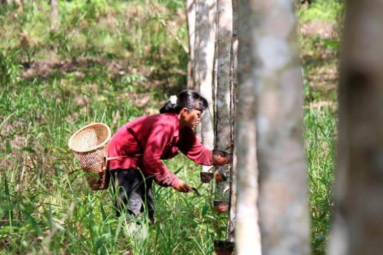 Petani menyadap karet di perkebunan rakyat Desa Maringin Jaya, Kecamatan Parindu, Kabupaten Sanggau, Kalimantan Barat, beberapa waktu lalu
