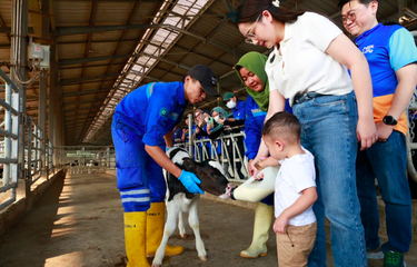 Intip Keseruan Nagita Slavina Ajak Cipung Kunjungi Peternakan Sapi