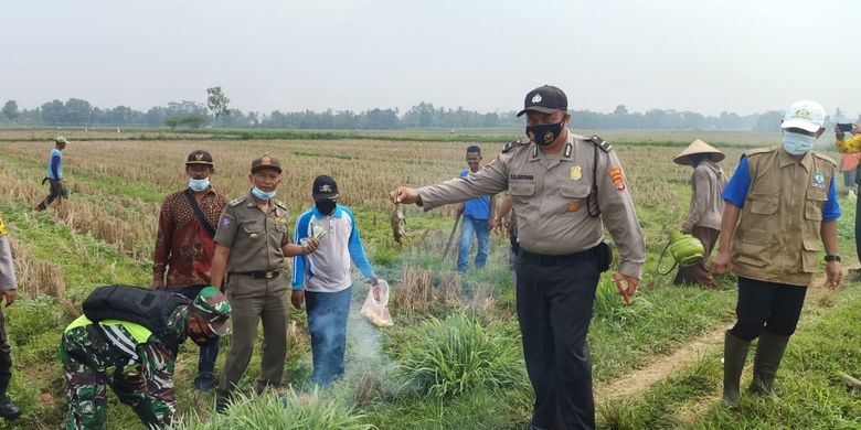 Kegiatan gropyokan untuk membasmi hama tikus yang telah merusak ladang jagung milik petani di Kecamatan Seputih Raman, Lampung Tengah, Kamis (3/6/2021).