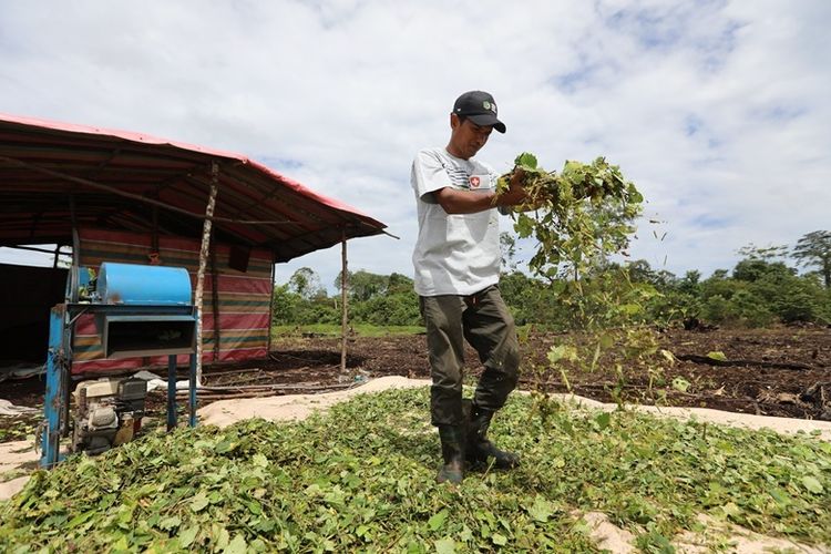 Saat Petani Nilam di Aceh mulai “Bankable”, Ini Peran Data dalam Inklusi Keuangan