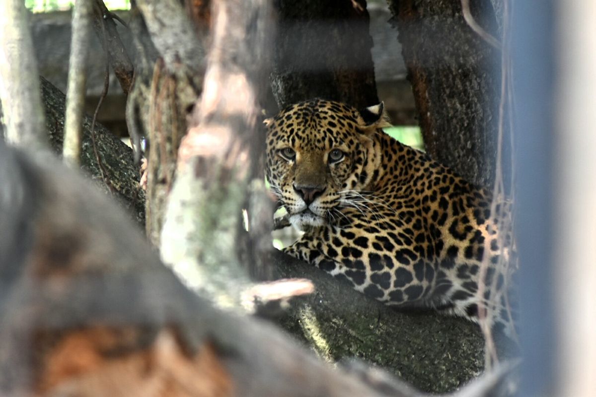Salah satu macan tutul koleksi Kebun Binatang Bandung atau Bandung Zoological Bandung (Bazoga) sedang bertenger di dahan pohon besar di kandangnya.
