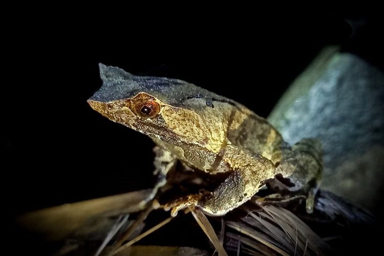 Tim Eksplorasi dari Divisi Pelestarian dan Perlindungan Satwa (DPPS) Sanggabuana Conservation Foundation (SCF) mengidentifikasi adanya katak bertanduk jawa di hutan Pegunungan Sanggabuana, Karawang, Jawa Barat.