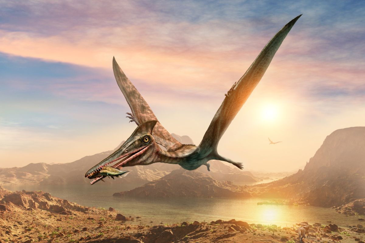 Ilustrasi pterosaurus, spesies reptil terbang dari zaman dinosaurus. Potongan fosil di Maroko mengungkap spesies pterosaurus kecil.