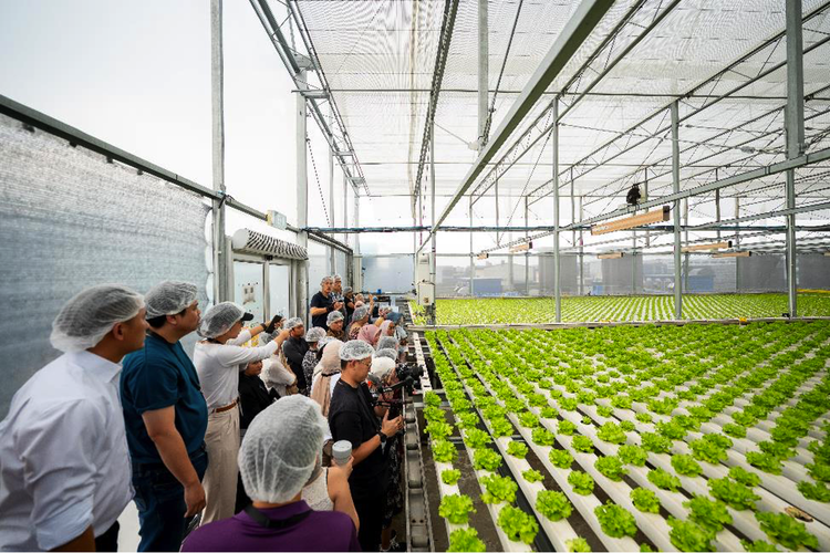 Peserta AYF 2023 mengunjungi rumah kaca hidroponik di Comcrop, perusahaan pertanian atap (rooftop farming) komersial pertama di Singapura