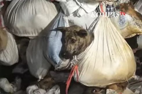 Temuan Ratusan Anjing di Semarang dan Ancaman Paparan Rabies...