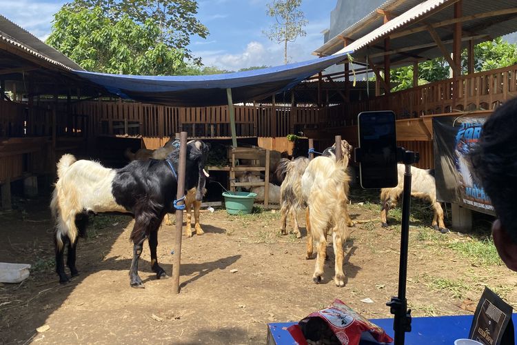Jelang Idul Adha, Kambing Etawa dan Sapi Madura Laris Manis di Kota Malang
