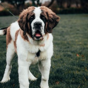 Ilustrasi anjing Saint bernard 