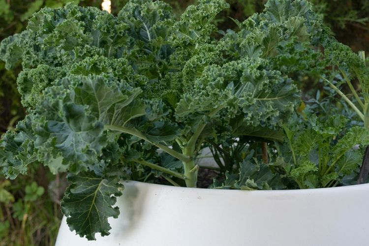 Ilustrasi sayuran kale, menanam kale di pot. 