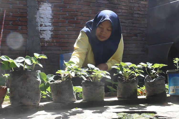 Baiq Nuril Maknun, tengah membersihkan tanaman stroberi yangbdotinggalkannya ke Jakarta selama sepekan, mengejar keadilan. Menanam stroberi  baginya mengurangi rasa tertekan dalam dirinya saat menghadapi proses panjang mendapatkan keadilan.