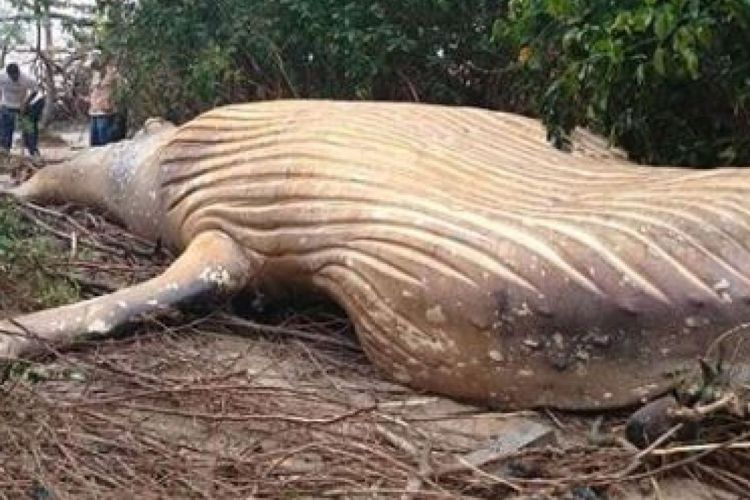 Seekor paus bungkuk sepanjang delapan meter ketika ditemukan terdampar di kawasan Hutan Amazon, Brasil, pada pekan lalu.